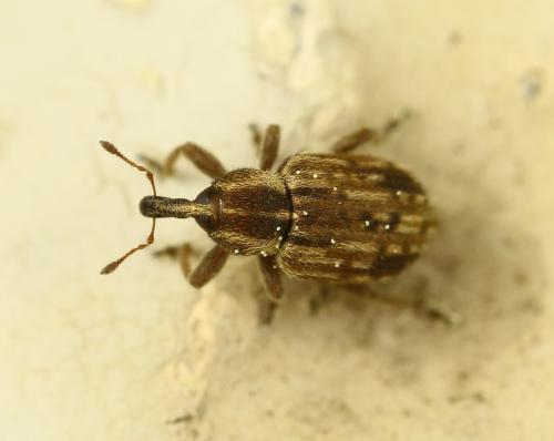 Hypera venusta